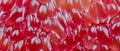 Macro shot of red pomelo pulp texture background. Royalty Free Stock Photo