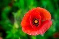 Macro shot of a red poppy bloom in a colorful, abstract and vibrant blossom field, a meadow full of blooming summer flowers Royalty Free Stock Photo