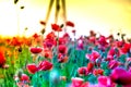 Macro shot of a red poppy bloom in a colorful, abstract and vibrant blossom field, a meadow full of blooming summer flowers Royalty Free Stock Photo