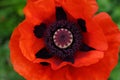 Macro shot of red poppy flower stamen and pistil Royalty Free Stock Photo