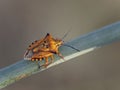 Macro shot of a red shield bug on a plant Royalty Free Stock Photo