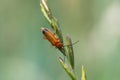 Common red soldier beetle rhagonycha fulva