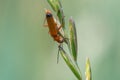 Common red soldier beetle rhagonycha fulva