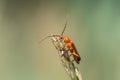 Common red soldier beetle rhagonycha fulva