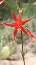 Red Trumpet Flower - Macro Royalty Free Stock Photo