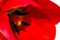 Macro shot of a red tulip isolated, tulip pistil close up. Details of a red tulip flower Royalty Free Stock Photo