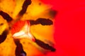 Macro shot of a red tulip isolated, tulip pistil close up. Details of a red tulip flower Royalty Free Stock Photo