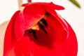 Macro shot of a red tulip isolated, tulip pistil close up. Details of a red tulip flower Royalty Free Stock Photo