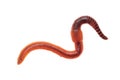 Macro shot of red worm Dendrobena, earthworm live bait for fishing isolated on white background