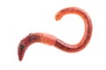 Macro shot of red worm Dendrobena in manure, earthworm live bait for fishing isolated on white background