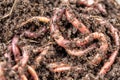 Macro shot of red worms Dendrobena in manure, earthworm live bait for fishing.