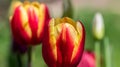 Macro shot of red yellow tulips in the sunshine Royalty Free Stock Photo