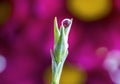 Purple Daisies Refracted in Water Droplet on top of Flower Stem Royalty Free Stock Photo