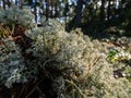 Macro shot of the reindeer cup, reindeer or grey reindeer lichen (Cladonia rangiferina) in the forest. The color is Royalty Free Stock Photo