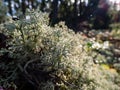 Macro shot of the reindeer cup lichen, reindeer lichen or grey reindeer lichen (Cladonia rangiferina) in the forest Royalty Free Stock Photo