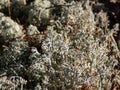 Macro shot of the reindeer cup lichen, reindeer lichen or grey reindeer lichen (Cladonia rangiferina) Royalty Free Stock Photo