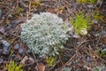 Macro shot of the reindeer cup lichen, reindeer lichen or grey reindeer lichen Cladonia rangiferina in the forest Royalty Free Stock Photo