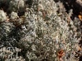 Macro shot of the reindeer cup lichen, reindeer lichen or grey reindeer lichen (Cladonia rangiferina) in the forest Royalty Free Stock Photo