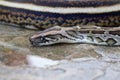 Macro shot of a Reticulated Python head drinking water. Royalty Free Stock Photo