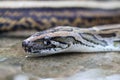 Macro shot of a Reticulated Python head drinking water. Royalty Free Stock Photo