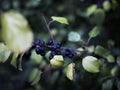 Macro shot of Rhamnus cathartica surroinded by its leaves