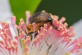 Macro shot of a rhiniid blowfly on a pink flower Royalty Free Stock Photo