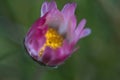 Macro shot of a Rhodanthe flower Royalty Free Stock Photo