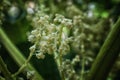 Macro shot of Rhubarb flowers plant Rheum rhabarbarum in blossom in strawberry patch. Flowering Rheum rhabarbarum in a cottage g Royalty Free Stock Photo