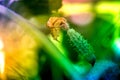 Macro shot of a ripe cucumber