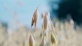 Oat spikelets macro swaying in the wind on the agricultural field in summer