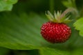 Macro shot of a ripe red wild strawberry or woodland strawberry on a plant hanging over a green leaf Royalty Free Stock Photo