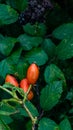 Macro Shot of Ripe Rose Hips in Nature