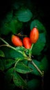 Macro Shot of Ripe Rose Hips in Nature