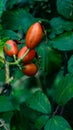 Macro Shot of Ripe Rose Hips in Nature