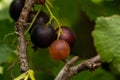 Macro shot of ripening blackcurrant berries. Branch of black currant on bush with green leaves. Mature harvest of black