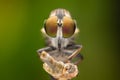 Macro shot of a robber fly. Royalty Free Stock Photo