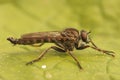 Macro shot of a robberfly (Machimus atricapillus) on a green leaf Royalty Free Stock Photo
