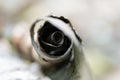 Macro shot of a rolled paper with burnt edges Royalty Free Stock Photo