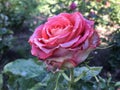 Macro shot of a rose. Beautiful natural abstract wallpaper. Minimalism. Royalty Free Stock Photo