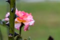 Macro shot of Rose bush thorns with blurred pink rose in the background