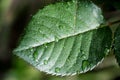 Macro shot of a rose leaf covered with dewdrops.