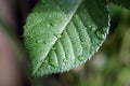 Macro shot of a rose leaf covered with dewdrops.