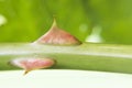 Macro shot of rose thorns Royalty Free Stock Photo