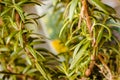 Macro shot of rosemary growing in a garden Royalty Free Stock Photo