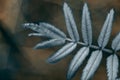 Macro shot of Rowan leaves on a blurred background