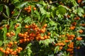 Macro shot of a rowan shrub with ripe orange rowan berries in sunlight