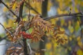 Macro picture of rowan berries in the rain