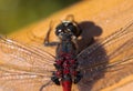 Macro shot of the ruby whiteface dragonfly on a grass Royalty Free Stock Photo