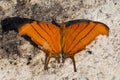 Macro shot of a ruddy daggerwing butterfly