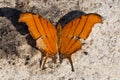 Macro shot of a ruddy daggerwing butterfly